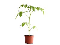 Tomaten San Marzano Bio Topf Ø 9 cm