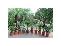 Grünpflanzen-Mix assortiert Topf Ø 19 cm / Höhe 100 cm / 1 Stk.