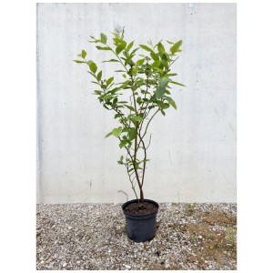 Myrtille biologique Duke en pot, env. 60-100 cm de haut, avec des feuilles vertes.