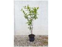 Bio Heidelbeere Duke Topf Ø 33 cm / Höhe 60 - 100 cm