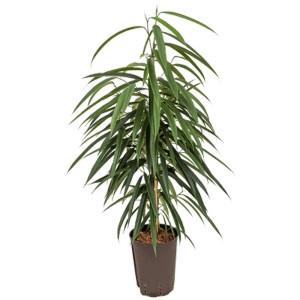 Plante hydroponique Caoutchouc Amstel King en pot, env. 80-90 cm de haut.