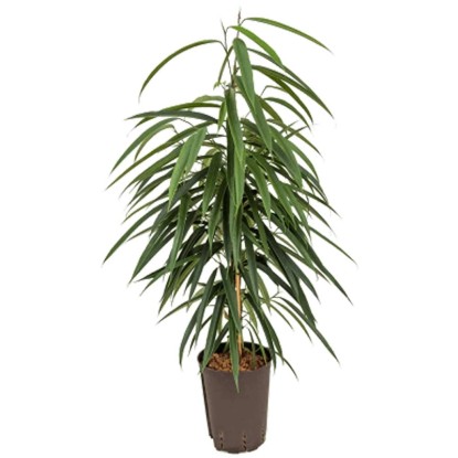 Fleur hydrophile hévéa Amstel King Ficus pot Ø 15 cm / H 80 - 90 cm