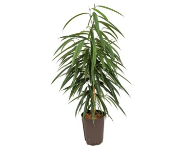 monstera deliciosa groß kaufen Monstera Variegata XXL – whiteleafplants main image 1