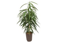 Hydropflanze Gummibaum Amstel King Ficus Topf Ø 15 cm / Höhe 80 - 90 cm