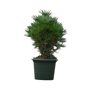 Pino ombrello giapponese 'Beauty Green' in vaso, aghi verde scuro.