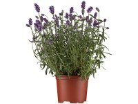 Lavendel bei OBI Alles für Heim, Haus, Garten und Bau