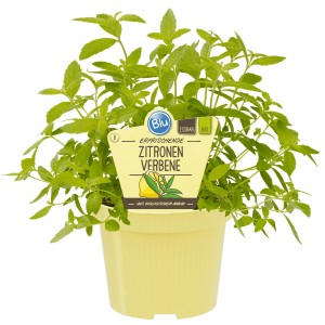 Blu Verveine citronnelle bio en pot, une plante aromatique culinaire.