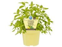 Zitronenverbene Topf-Ø ca. 12 cm Aloysia