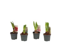 Amaryllis-Mix Topf-Ø ca. 9 cm Hippeastrum Amaryllis-Mix Topf-Ø ca. 9 cm Hippeastrum