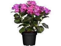 GROW by OBI Tellerhortensie Dark Angel Hydrangea Rot Topf Ø 23 cm