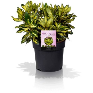 Rododendro giallo in contenitore da 6 l. Pianta da giardino fiorita con foglie variegate.