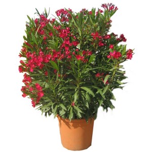 Mélange de buissons d'oléandre Nerium en fleurs en pot, fleurs rouges et feuilles vertes.