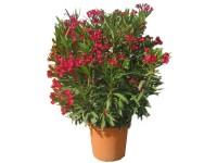 Oleander Nerium oleander Busch Mix Topf Ø 26 cm / 1 Stk.