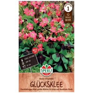 Bulbi di trifoglio portafortuna Sperli, Oxalis tetraphylla con fiori rosa scuro e foglie di trifoglio a quattro foglie.
