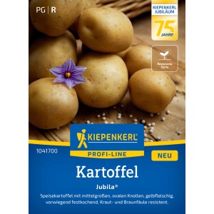 Semences de pommes de terre Kiepenkerl Jubila® : Pommes de terre à chair jaune, principalement ferme avec fleur violette.