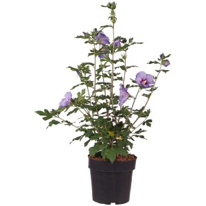 Ibisco da giardino Marina in vaso da 4,5 l con fiori blu-viola.