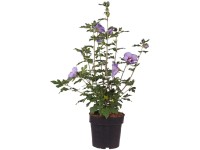 Garteneibisch Marina Hibiscus syriacus Topf 4,5 l
