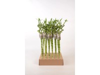 Glücksbambus Spirale 60 cm Topf-Ø ca. 2 cm