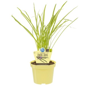 Blu herbe à ail bio en pot (Ø 11cm). Herbe aromatique de cuisine au goût d'ail.