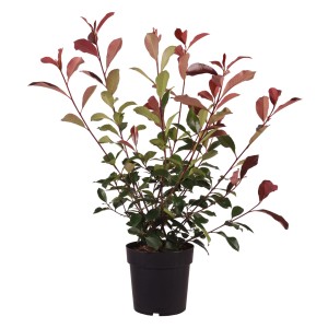 Fotinia Red Robin in vaso, alta circa 60-80 cm, con foglie rosse e verdi.