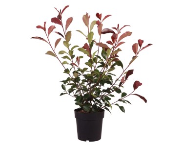 pflanzen glanzmispel red robin Glanzmispel Photinia fraseri red robin 40-70 cm main image 0