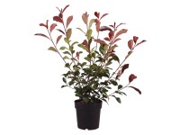 Glanzmispel Red Robin Photinia fraseri Topf 6 l / Höhe ca. 60 - 80 cm