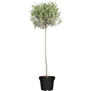 Olivo (Olea europaea) a fusto in vaso, Ø 35 cm. Atmosfera mediterranea per balcone e terrazza.