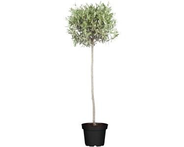 sansevieria spikes African Spear Plant 'Sansevieria cylindrica' - Shop Online