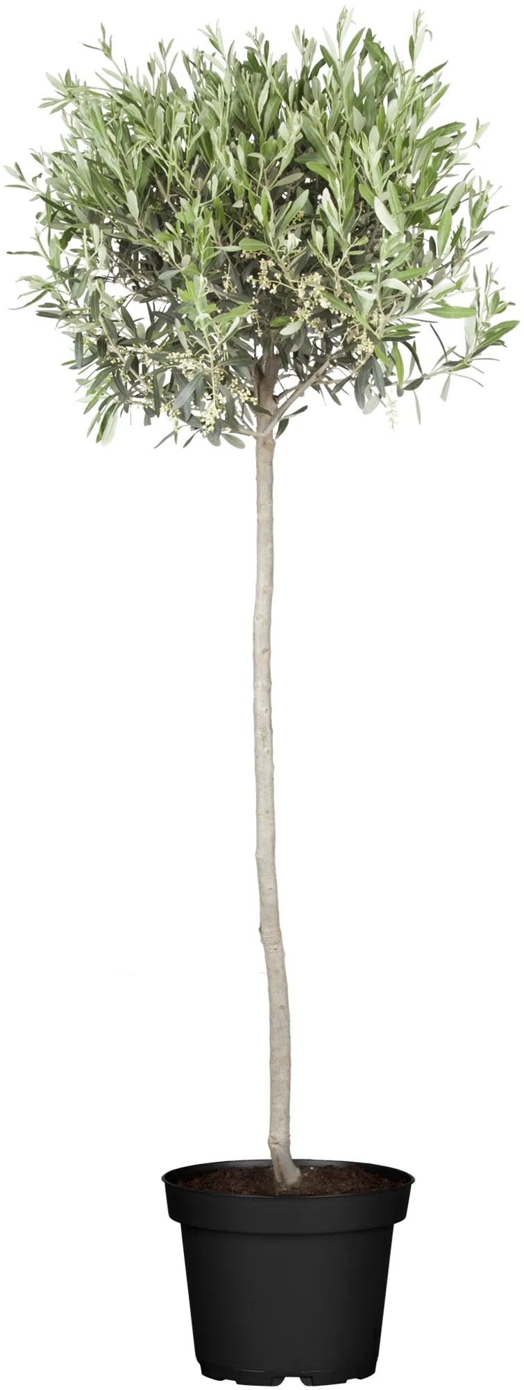 Olivenbaum Olea europaea Stamm Topf  35 cm