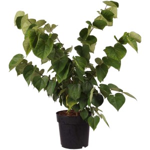 Albero di Giuda cinese Avondale in vaso da 6 l con foglie verdi.