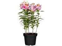 Lilie Lilium oriental Topf Ø 19 cm
