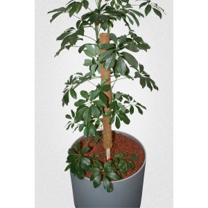 Tuteur en noix de coco de 80 cm pour plante verte en pot.
