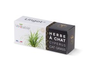Véritable Lingot Samen Katzengras Cyperus