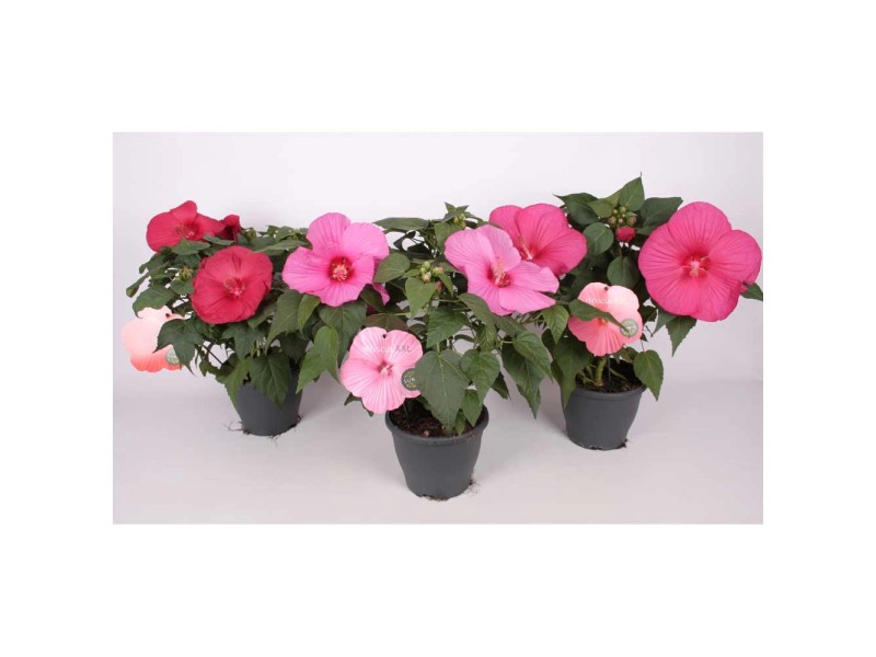 GartenEibisch Hibiscus syriacus Newbiscus Topf Ø 23 cm / Höhe 60 cm