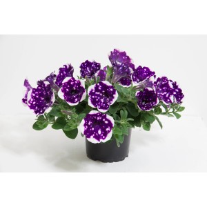 Pétunia retombant Glacier Sky en pot, fleurs violettes à motif pointillé blanc.