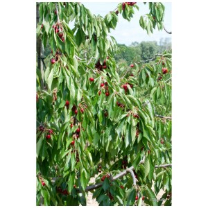 Photo d'un cerisier Sunburst bio avec des cerises rouges mûres et des feuilles vertes.