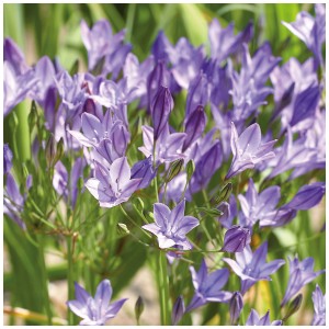 Primo piano dei fiori blu intenso di Brodiaea Queen Fabiola, ideale per aiuole e vasi.