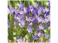 Grow by OBI Brodiaea Queen Fabiola Blau 25 Stk. Grow by OBI Brodiaea Queen Fabiola Blau 25 Stk.
