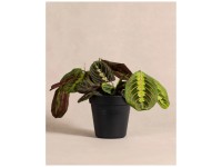 Feey Ufopflanze Pilea peperomioides Hhe 15 - 25 cm