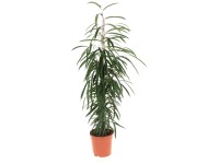 kentia-palme schlafzimmer Kentia-Palme – Howea forsteriana - 200 cm