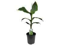 Japanische Faserbanane Musa basjoo Topf  21 cm / Hhe 65 cm / 1 Stk.