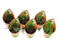 dracaena watering Dracaena Compacta Plant With Self Watering Pot – Kyari.co main image 1