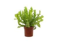 Glcksfeder Zamioculcas zamiifolia Topf  ca. 14 cm