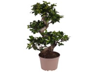 kentia palme geht ein Hydro Kingsize Kentia Palme 110-120cm – Green Me Up main image 1