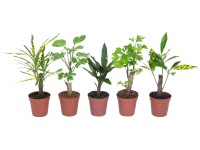 Glcksfeder Zamioculcas zamiifolia Topf  ca. 14 cm