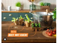 saatgut rote beete Bio Saatgut Rote Beete 'Gesche SG'  keep it grn