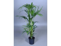 Goldfruchtpalme Areca Dypsis lutescens Topf  24 cm / Hhe 120 -130 cm