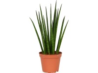 Glcksfeder Zamioculcas zamiifolia Topf  ca. 14 cm