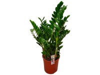 Goldfruchtpalme Dypsis lutescens Topf  21 cm / Hhe 95 cm