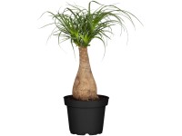 Kentiapalme Howea sorsteriana Topf  24 cm